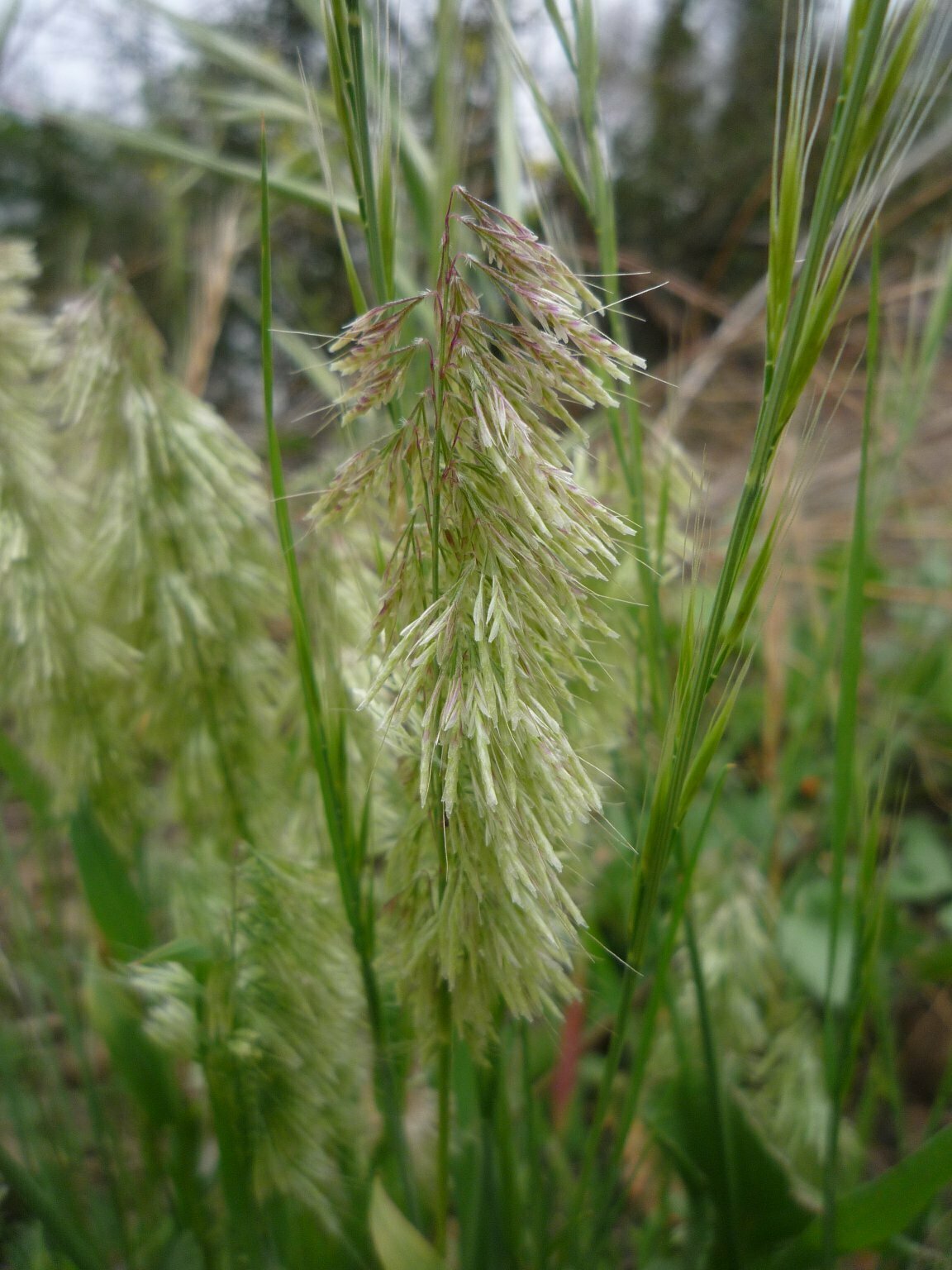 High Resolution Lamarckia aurea Fruit